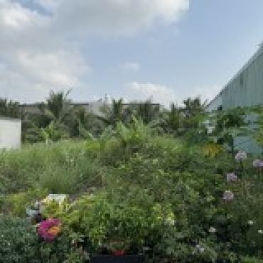 Hình ảnh Bán đất thửa 803 tờ 52 Thạnh Xuân 52 Phường Thới An Tp Hồ Chí Minh