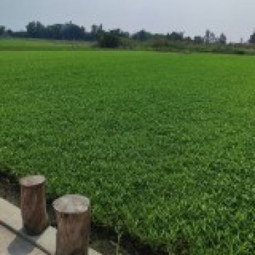 Hình ảnh Bán đất thửa 6 tờ 67 Thửa 6 Tờ 67 Xã Bình Mỹ Tp Hồ Chí Minh