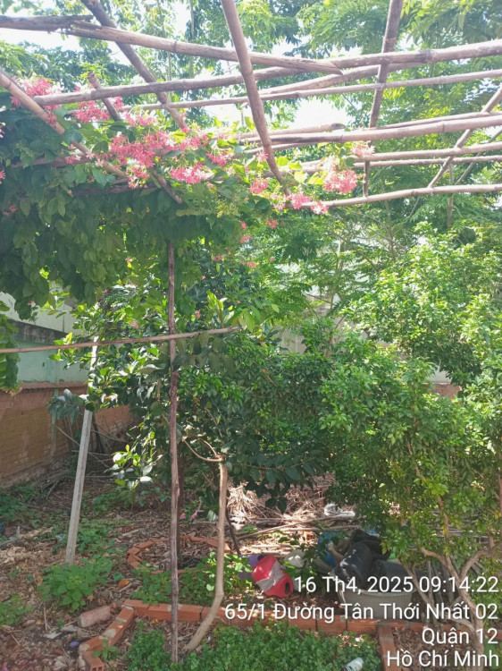 Hình ảnh Bán nhà hẻm 108/8c Tân Thới Nhất 6, Đông Hưng Thuận
