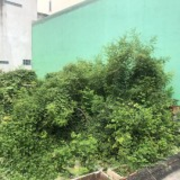 Hình ảnh Bán đất thửa 569 tờ 15 569 Tờ 15 52 Phường Cát Lái Tp Hồ Chí Minh