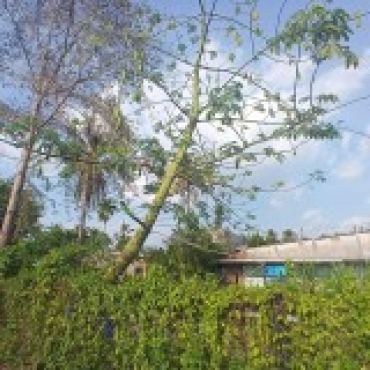 Hình ảnh Bán đất thửa 512 tờ 10 512 tờ 10 Xã Hóc Môn Tp Hồ Chí Minh
