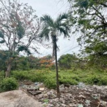 Hình ảnh Bán đất thửa 1125 tờ 17 Kênh Trung Lương Xã Vĩnh Lộc Tp Hồ Chí Minh