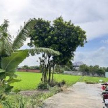 Hình ảnh Bán đất thửa 609 tờ 64 609 tờ 64 Xã Bình Mỹ Tp Hồ Chí Minh