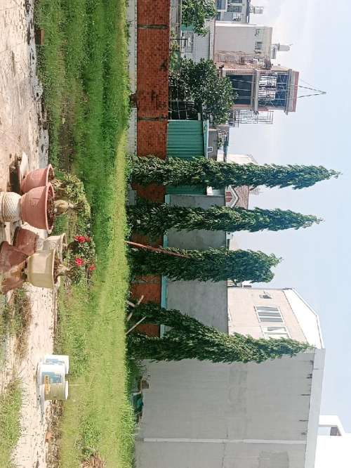Hình ảnh Bán đất 87 (thửa 1050 tờ 16) Tân Thới Hiệp 09 Phường Tân Thới Hiệp Quận 12