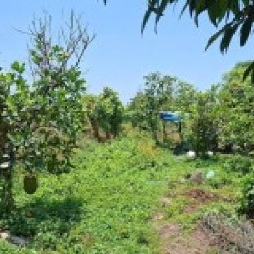 Hình ảnh Bán đất thửa 135 tờ 10 Bùi Công Trừng Xã Đông Thạnh Tp Hồ Chí Minh