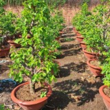 Hình ảnh Bán đất thửa 792 tờ 1 Hẻm 265 Bùi Văn Ngữ Phường Tân Thới Hiệp Tp Hồ Chí Minh