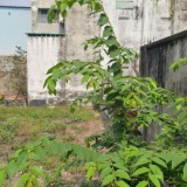 Hình ảnh Bán đất thửa 1326 tờ 66 MP Tờ 66 Xã Đông Thạnh Tp Hồ Chí Minh