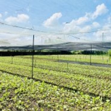 Hình ảnh Bán đất thửa 1201 tờ 16 Thửa 1201 Tờ 16 Xã Củ Chi Tp Hồ Chí Minh