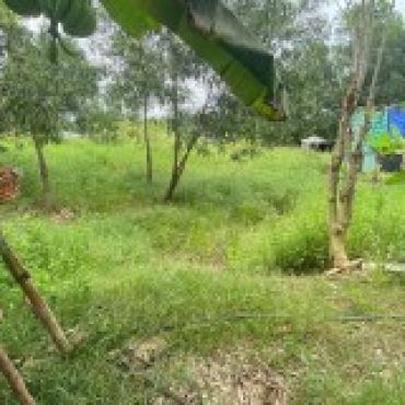 Hình ảnh Bán đất thửa 55 tờ 24 Đông Thạnh 2 Xã Đông Thạnh Tp Hồ Chí Minh