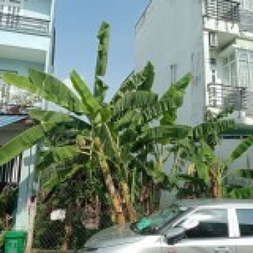 Hình ảnh Bán đất thửa 501 tờ 79 Ấp 4 Xã Nhà Bè Tp Hồ Chí Minh