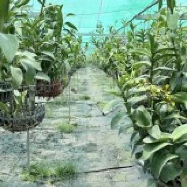 Hình ảnh Bán đất thửa 956+410+617 tờ 5 Dương Công Khi Xã Hóc Môn Tp Hồ Chí Minh