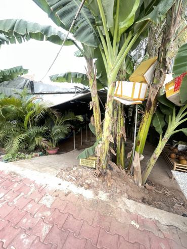 Hình ảnh Bán đất thửa 423 tờ 49 Kênh Tiêu-Bà Điểm1 Xã Bà Điểm Tp Hồ Chí Minh