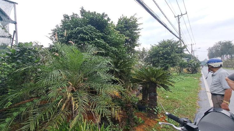 Hình ảnh Bán nhà mặt tiền 546 Tỉnh lộ 15, xã An Nhơn Tây