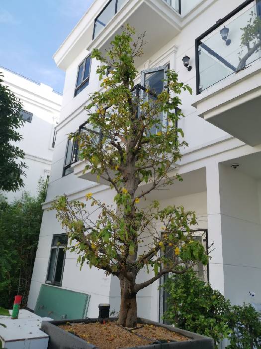 Hình ảnh Bán  nhà số a26  Số 4, Phường Long Phước, Thành phố Thủ Đức (cũ)