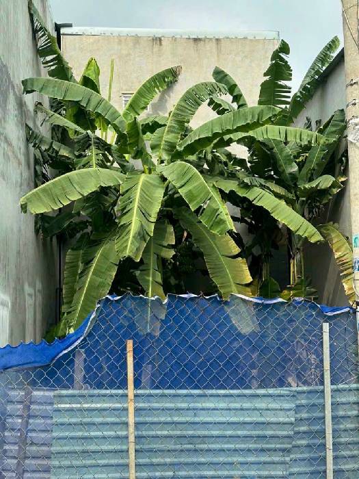 Hình ảnh Bán nhà hẻm 44/30/5 Lò Lu, phường Long Phước