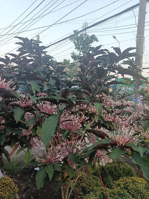 Hình ảnh Bán nhà mặt tiền 780 Trường Lưu, phường Long Trường