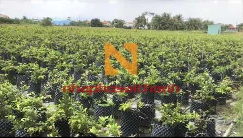Hình ảnh Bán đất thửa 30 số tờ 6 Quốc lộ 50 Huyện Bình Chánh