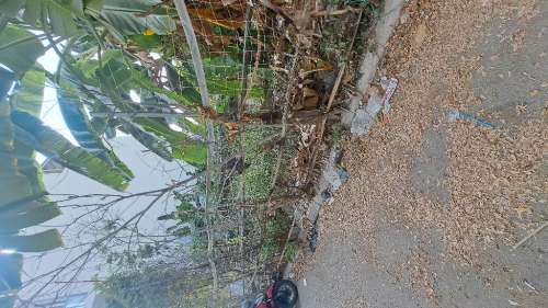 Hình ảnh Bán Thửa số 1345 Tờ số 84 (Hẻm 71 Đào tông Nguyên) TT Nhà Bè, H.Nhà Bè,